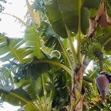 Pe De Pitanga - Unica Casa Arborizada Do Quarteirao Com Arvores Frutiferas Maringá Extérieur photo