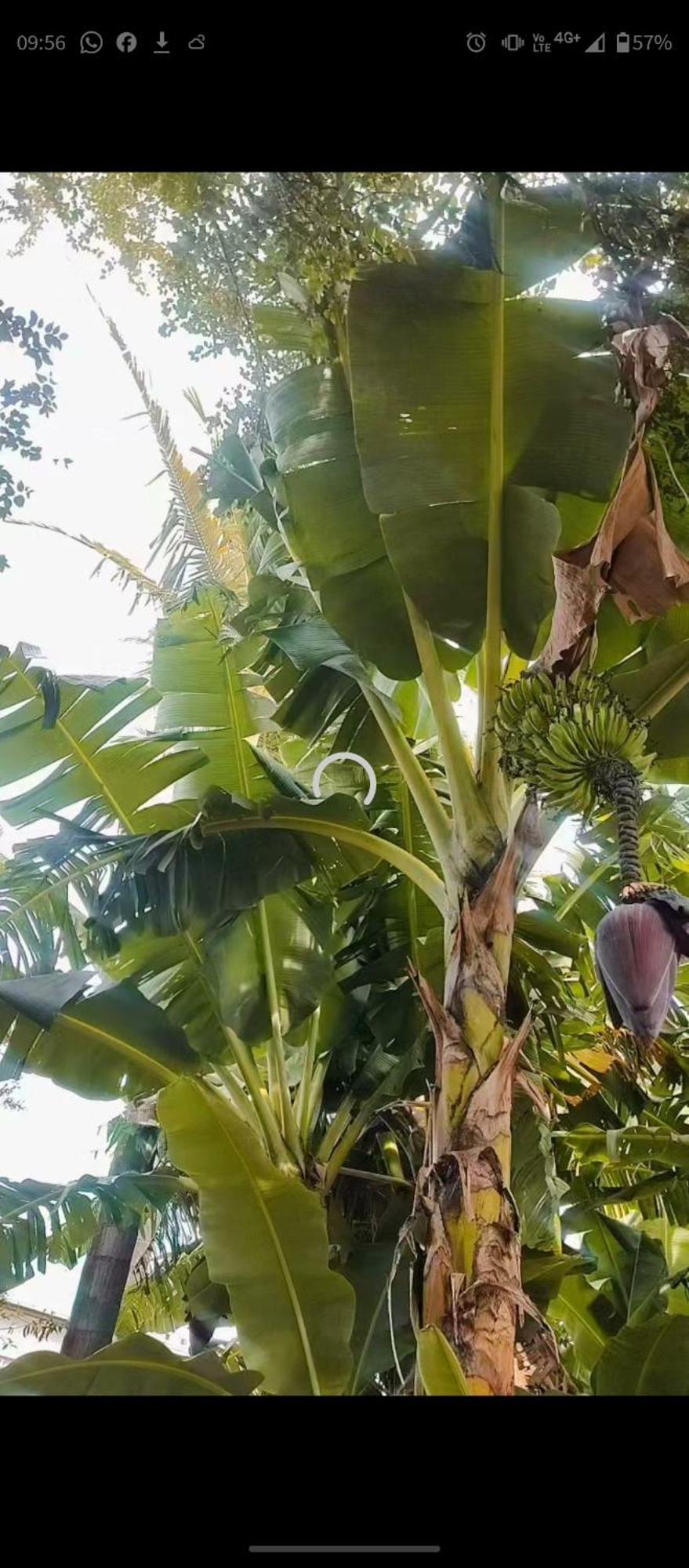 Pe De Pitanga - Unica Casa Arborizada Do Quarteirao Com Arvores Frutiferas Maringá Extérieur photo